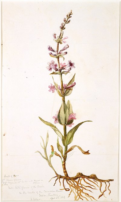 Fleur sauvage de Gili de la prairie sur les rives de la rivière canadienne, Territoire indien, 1869 - Vincent Colyer